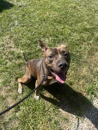 Parachute, a Adoptable mixed breed in Mishawaka, IN image 6/6