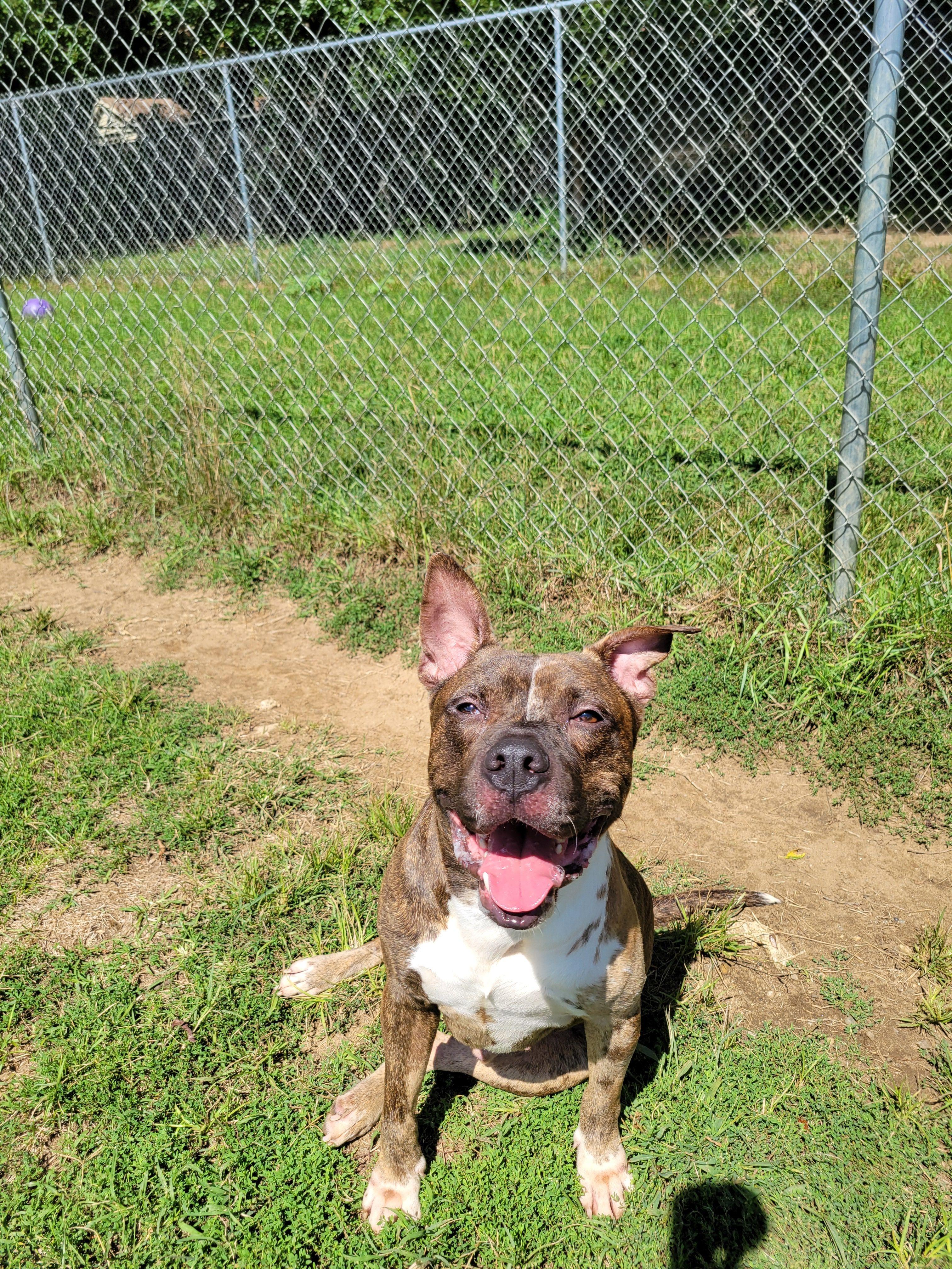 Parachute, a Adoptable mixed breed in Mishawaka, IN image 5/6