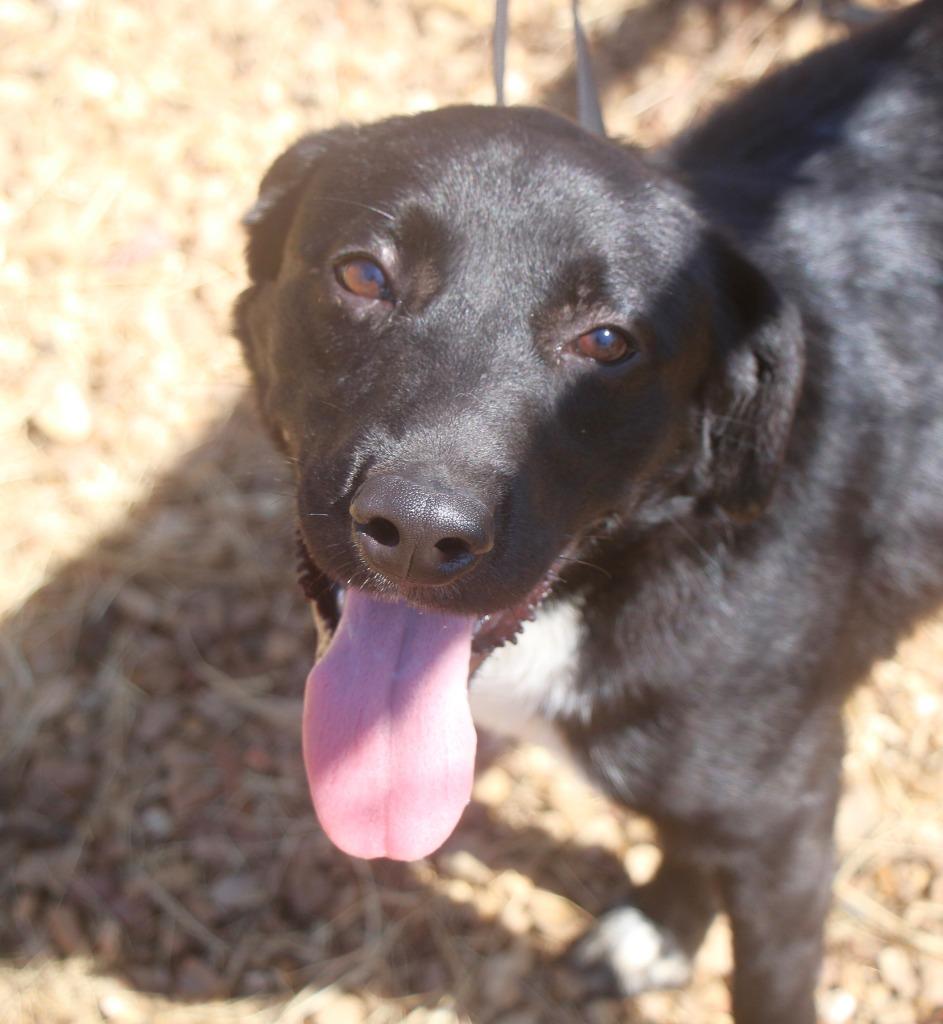 Tipsy 26, Adoptable, Young Male Australian Shepherd.