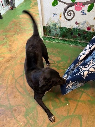 Enlarge Tipsy 26, a Adoptable mixed breed in Brookhaven, MS image 2/4