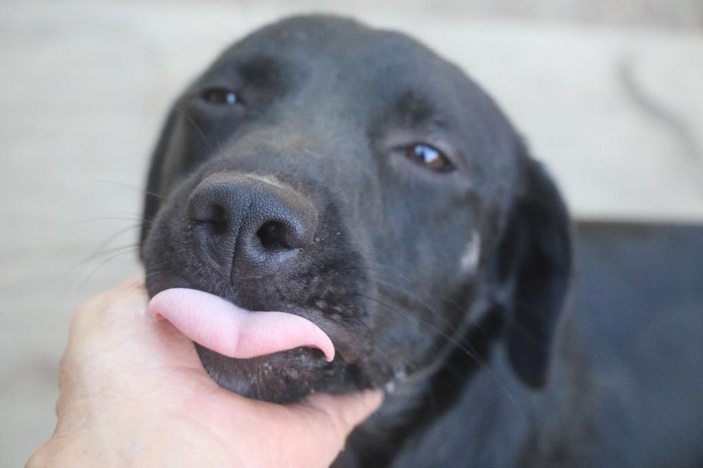 Tipsy 26, a Adoptable mixed breed in Brookhaven, MS image 2/4