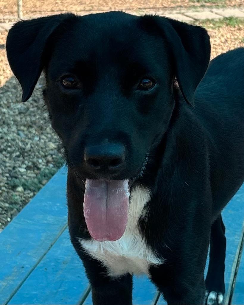 Enlarge Tipsy 26, a Adoptable mixed breed in Brookhaven, MS image 2/4