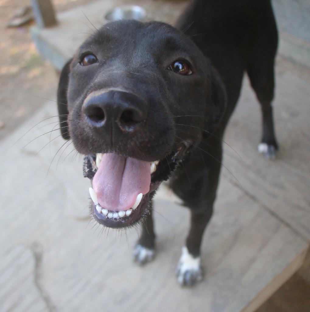 Tipsy 26, a Adoptable mixed breed in Brookhaven, MS image 4/4