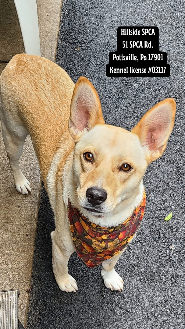 Annalee, a Adoptable mixed breed image 1/5