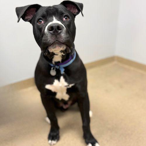 POLO, Adoptable, Young Male Pit Bull Terrier.
