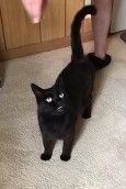 Fluff, a Adoptable Domestic Short Hair in Massillon, OH image 2/6