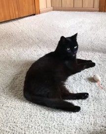 Fluff, Adult Female Domestic Short Hair