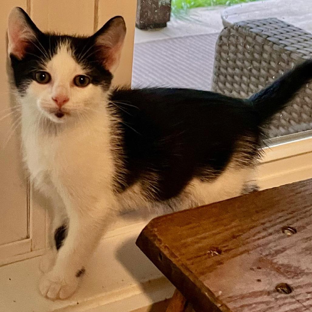 Saddle, a Adoptable Domestic Short Hair in Duck River, TN image 2/2