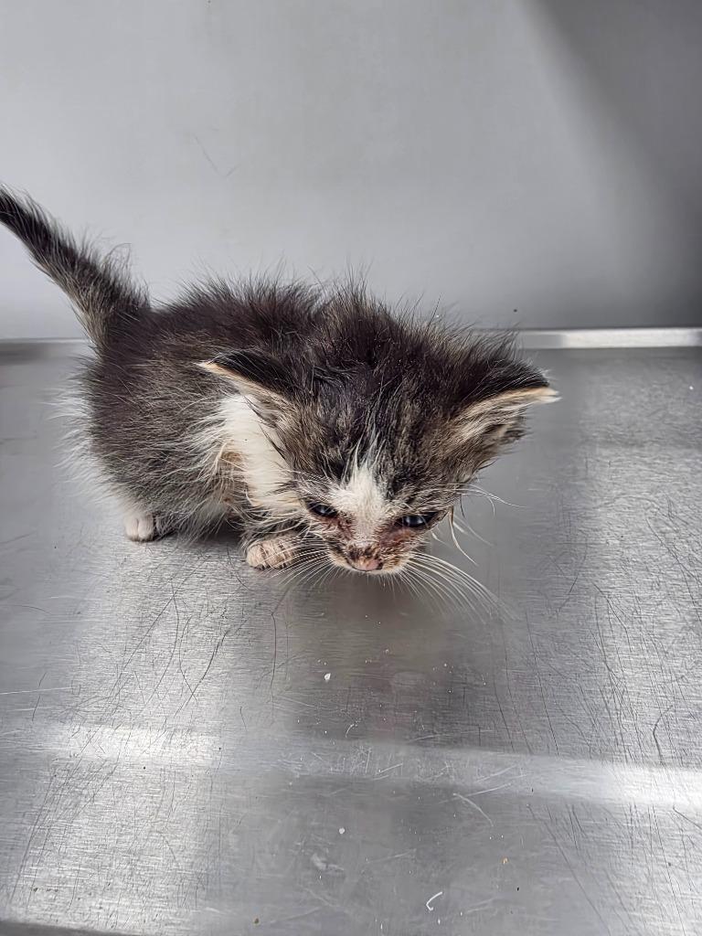 Ginny, Adoptable, Kitten Female Domestic Short Hair.