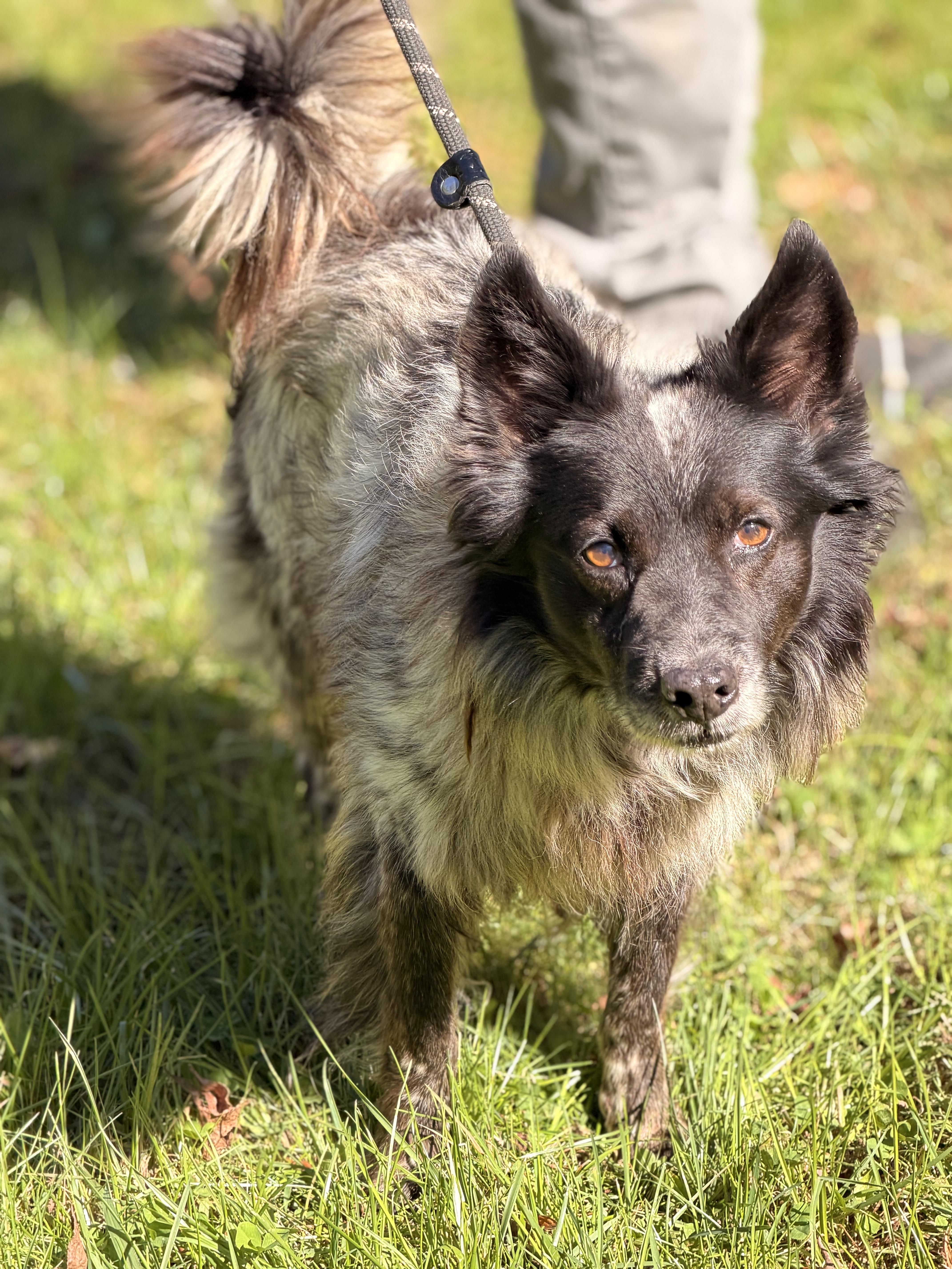 Enlarge Alonso, a Adoptable mixed breed in Richmond, VA image 2/5