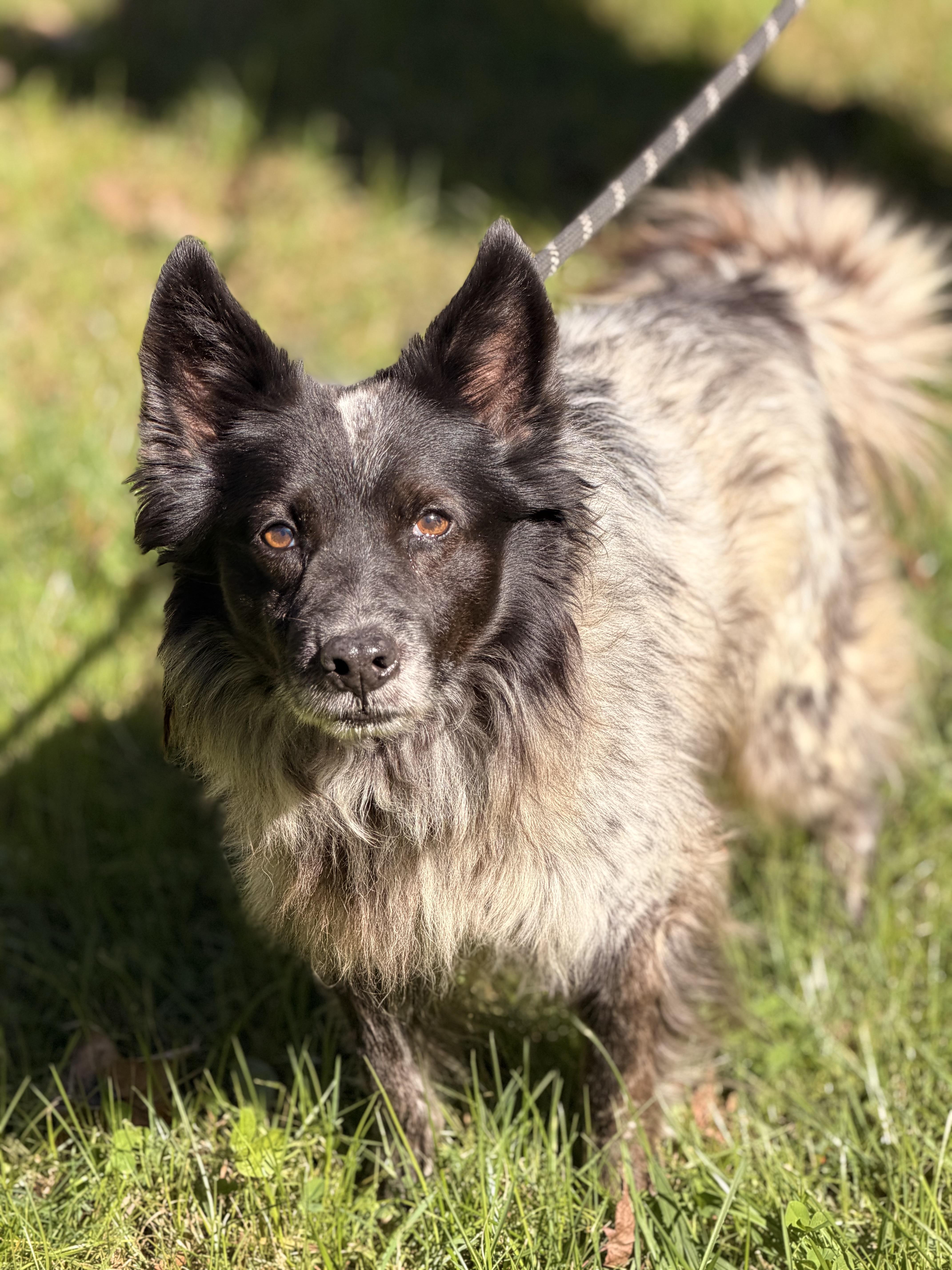 Alonso, Adoptable, Adult Male Shetland Sheepdog / Sheltie & Australian Cattle Dog / Blue Heeler.