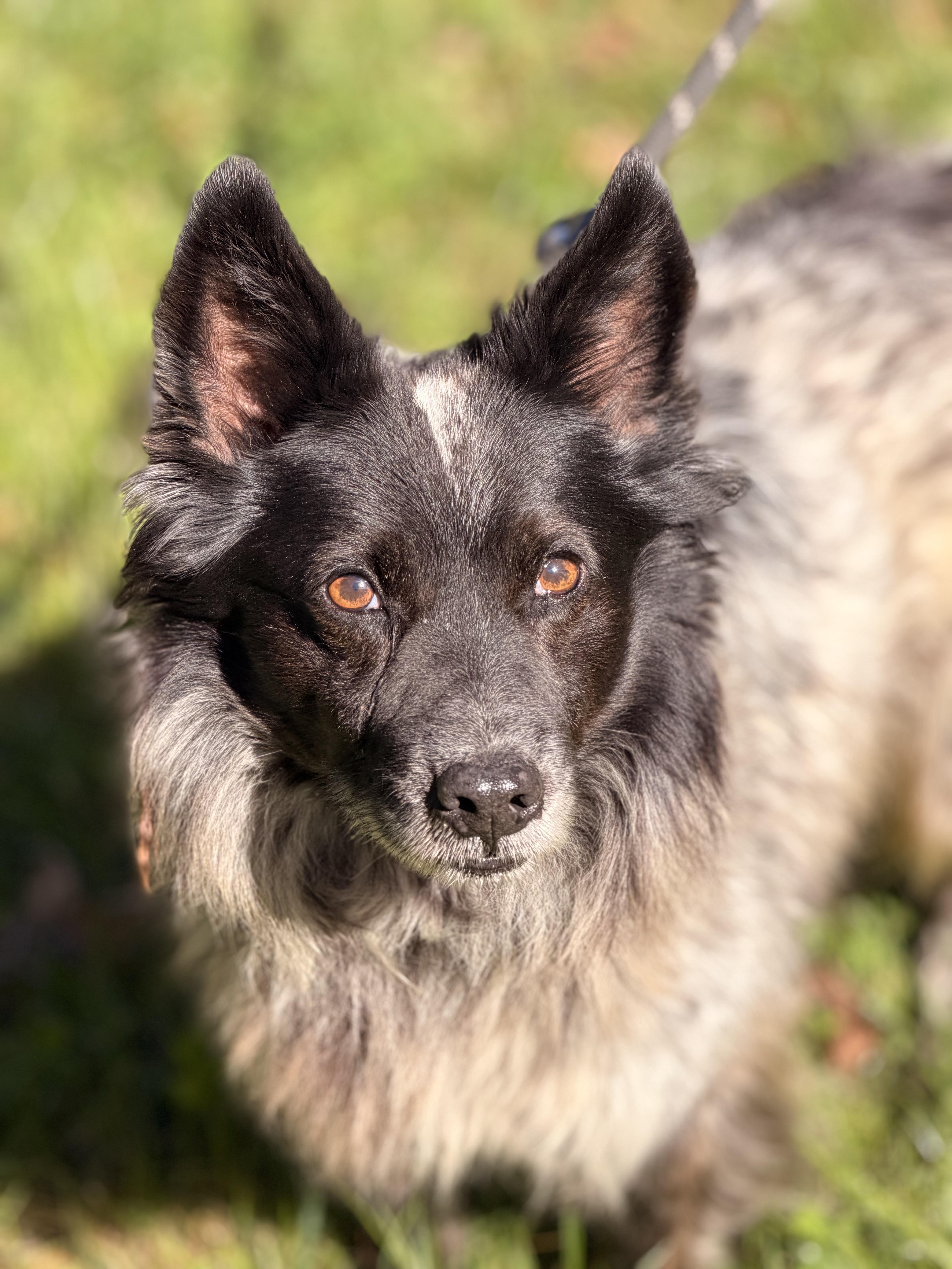 Enlarge Alonso, a Adoptable mixed breed in Richmond, VA image 3/5