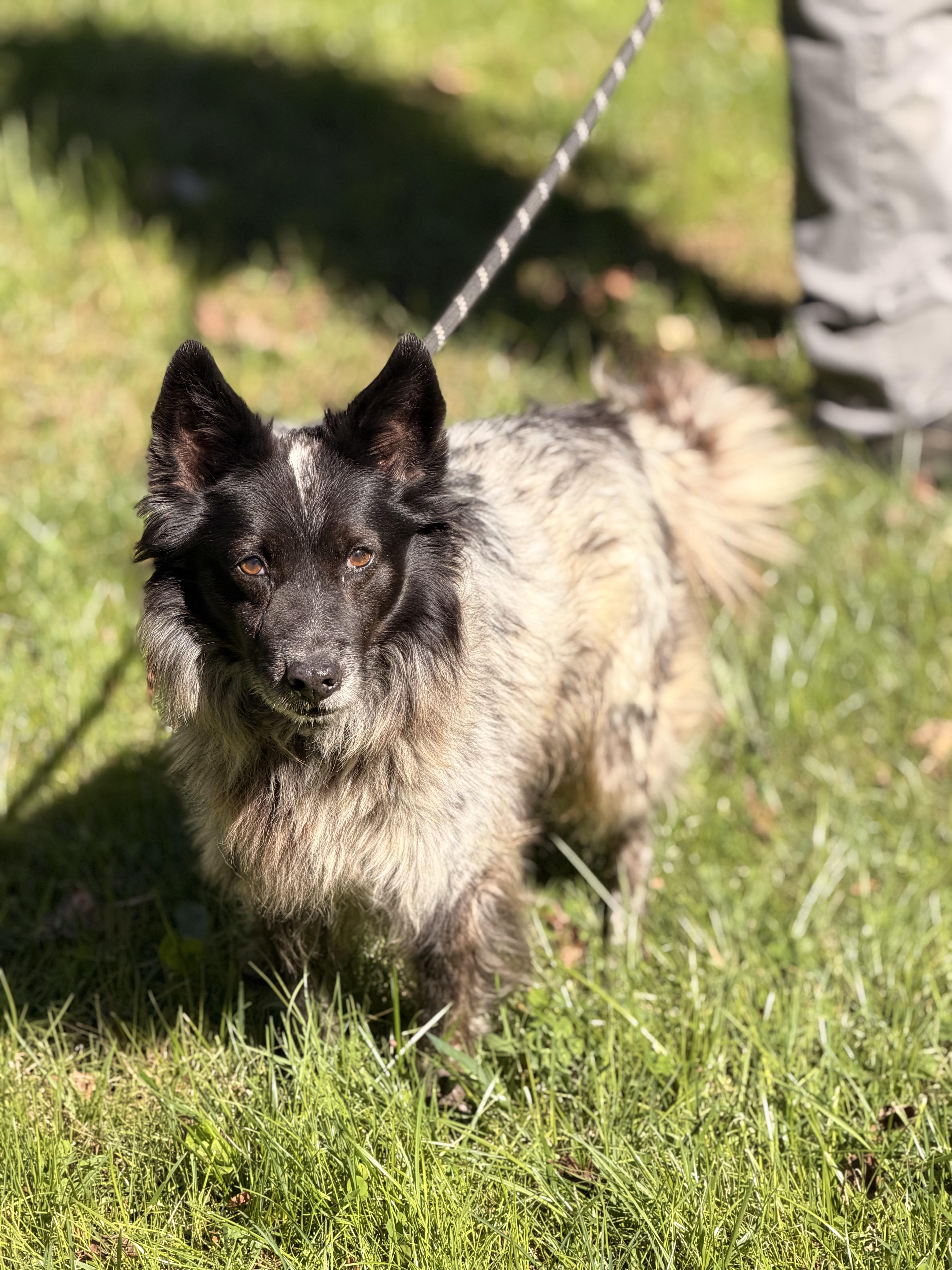 Enlarge Alonso, a Adoptable mixed breed in Richmond, VA image 4/5