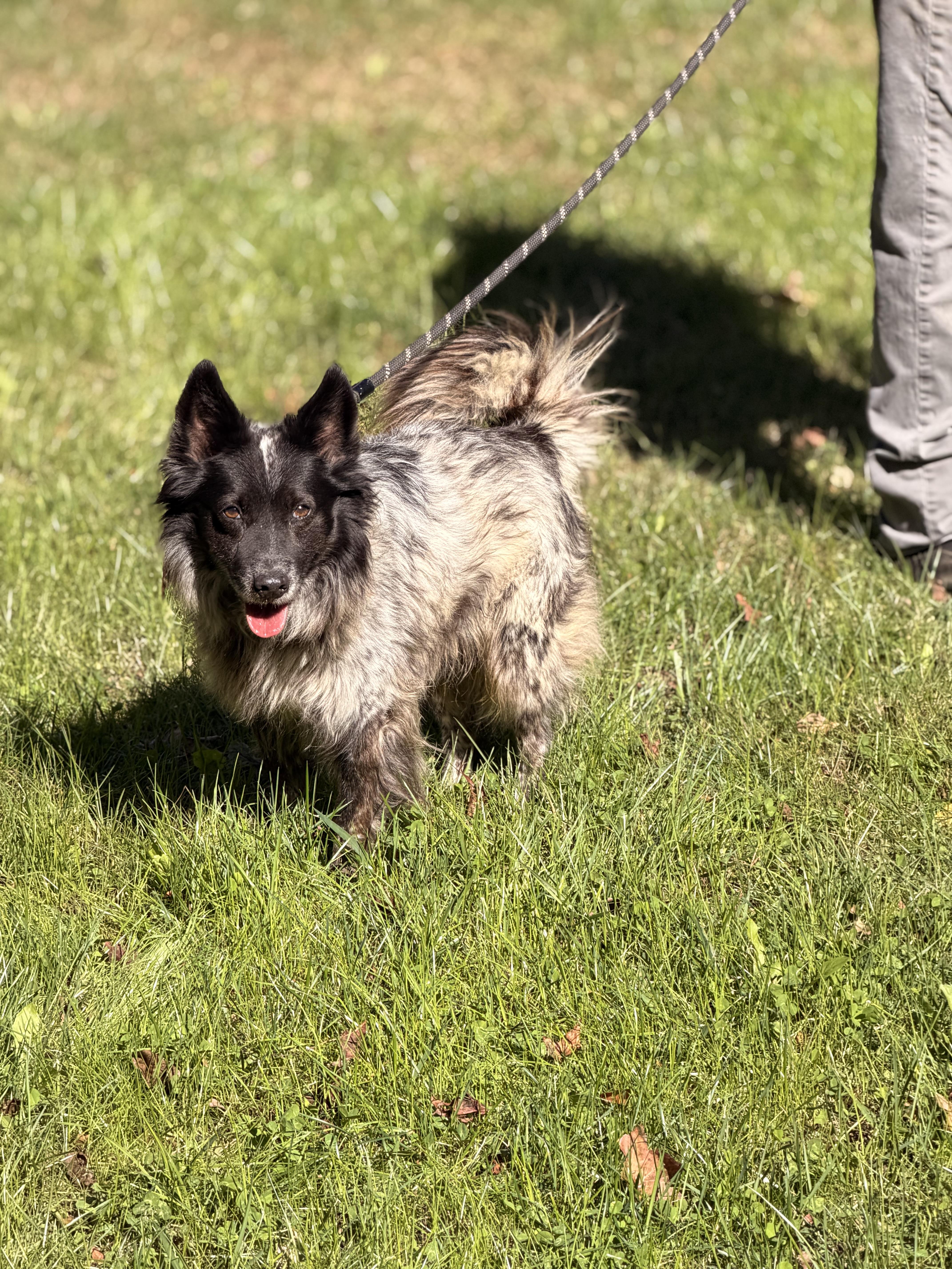 Enlarge Alonso, a Adoptable mixed breed in Richmond, VA image 5/5