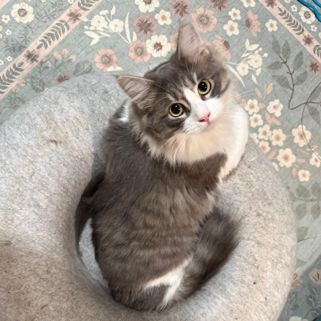 Wren, Adoptable, Young Female Domestic Medium Hair.