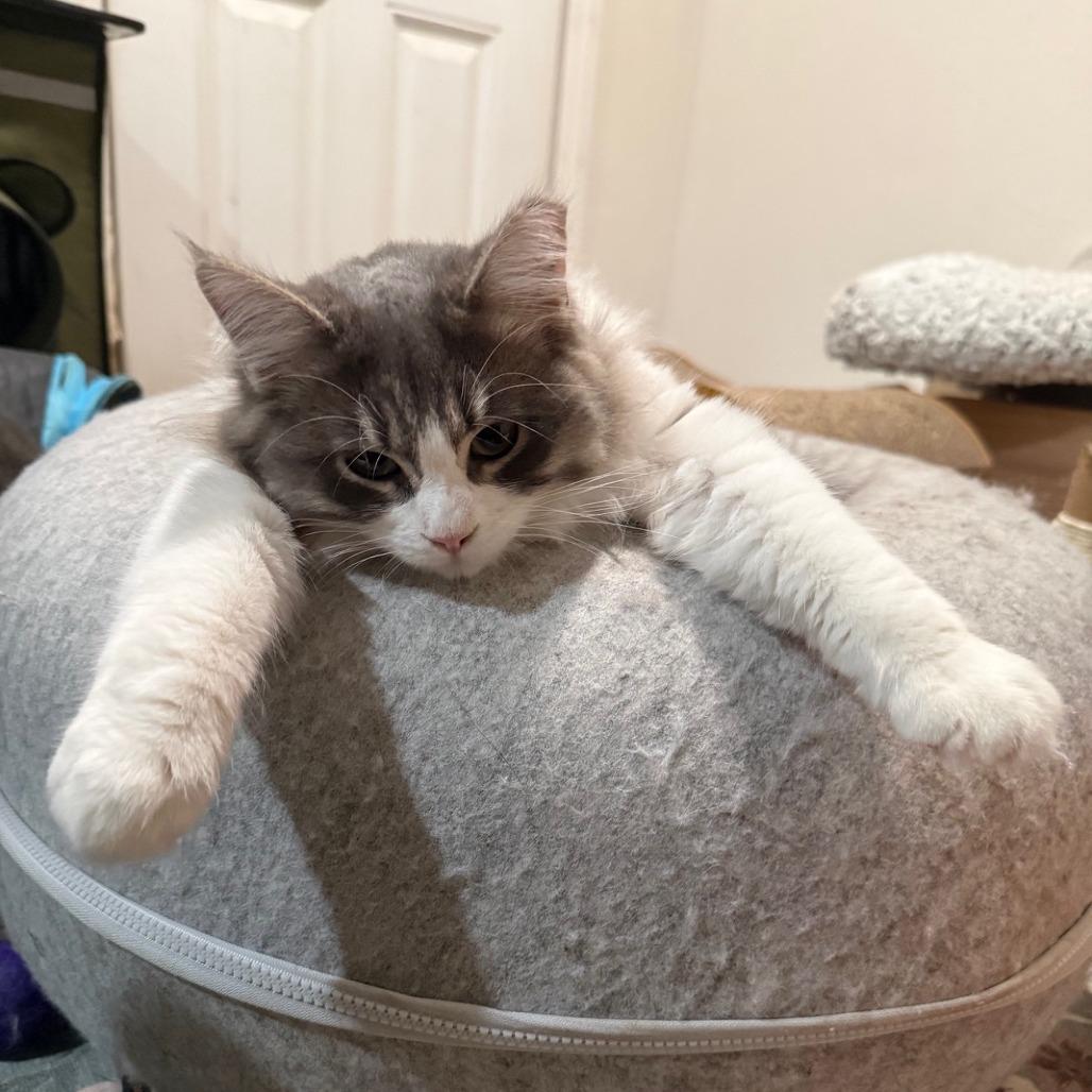 Enlarge Wren, a Adoptable Domestic Medium Hair in Oakland, CA image 2/6
