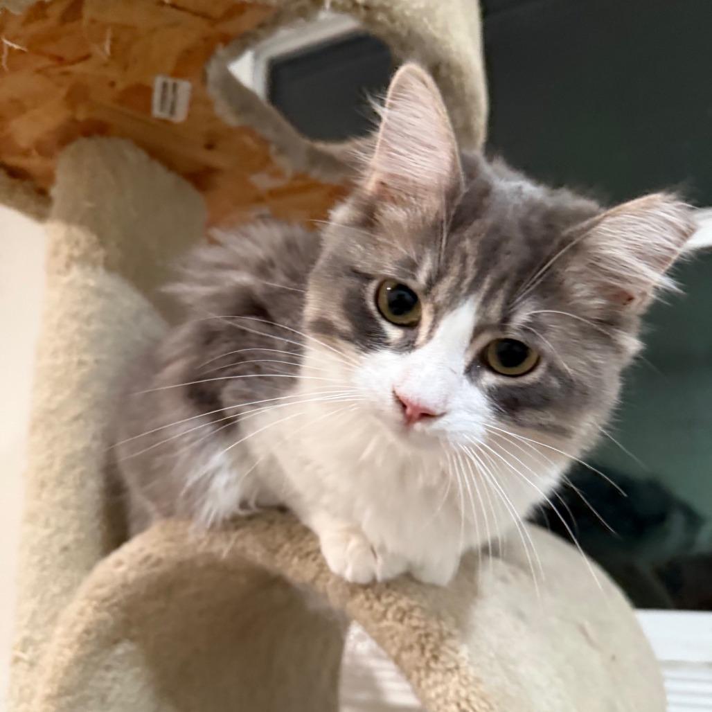 Enlarge Wren, a Adoptable Domestic Medium Hair in Oakland, CA image 3/6