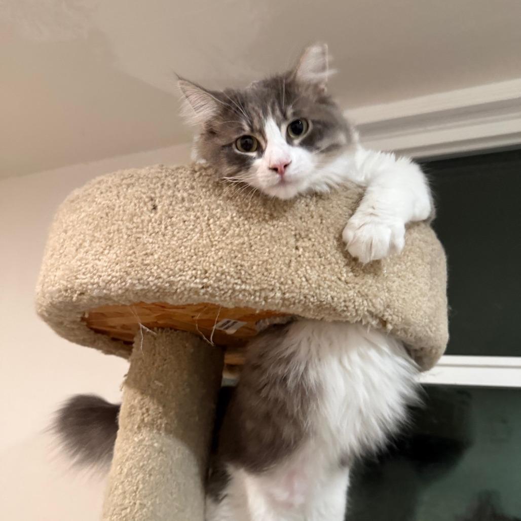 Enlarge Wren, a Adoptable Domestic Medium Hair in Oakland, CA image 4/6