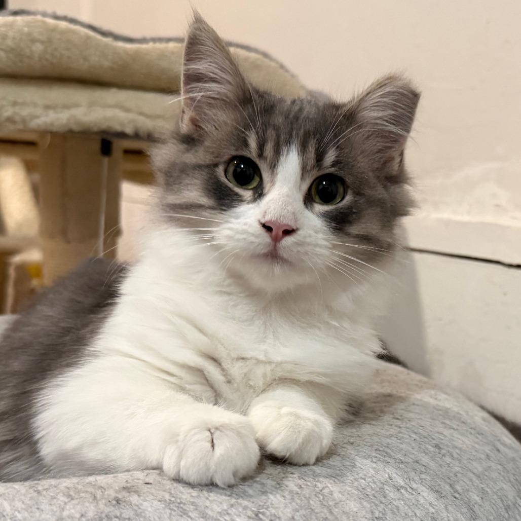 Enlarge Wren, a Adoptable Domestic Medium Hair in Oakland, CA image 5/6