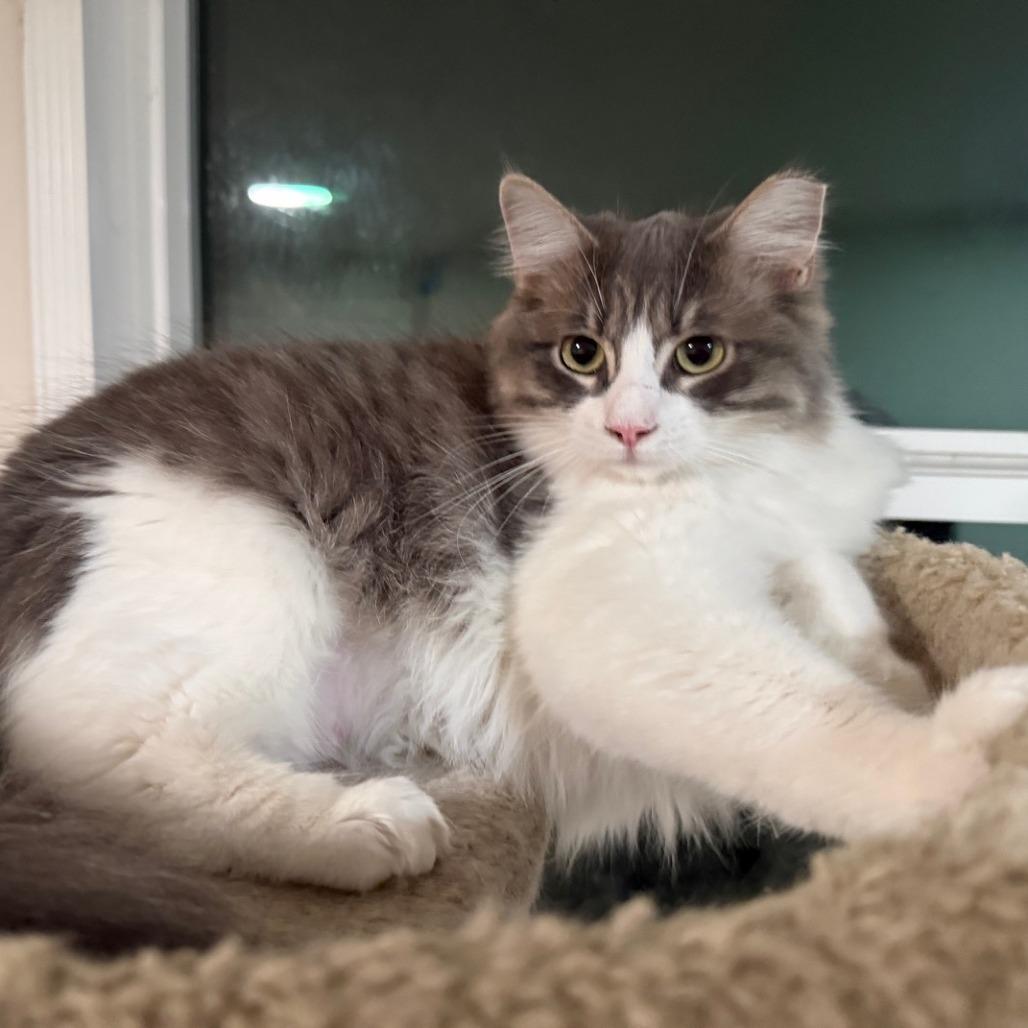 Enlarge Wren, a Adoptable Domestic Medium Hair in Oakland, CA image 6/6
