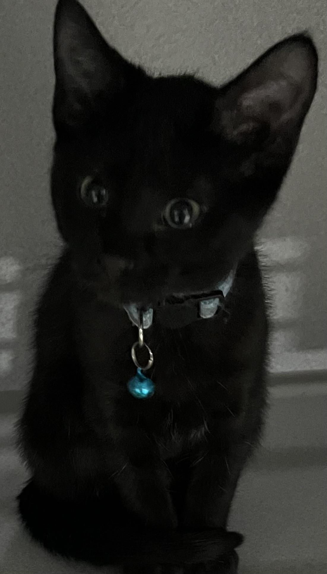 Malbec, ADOPTABLE, Young Male Domestic Short Hair.