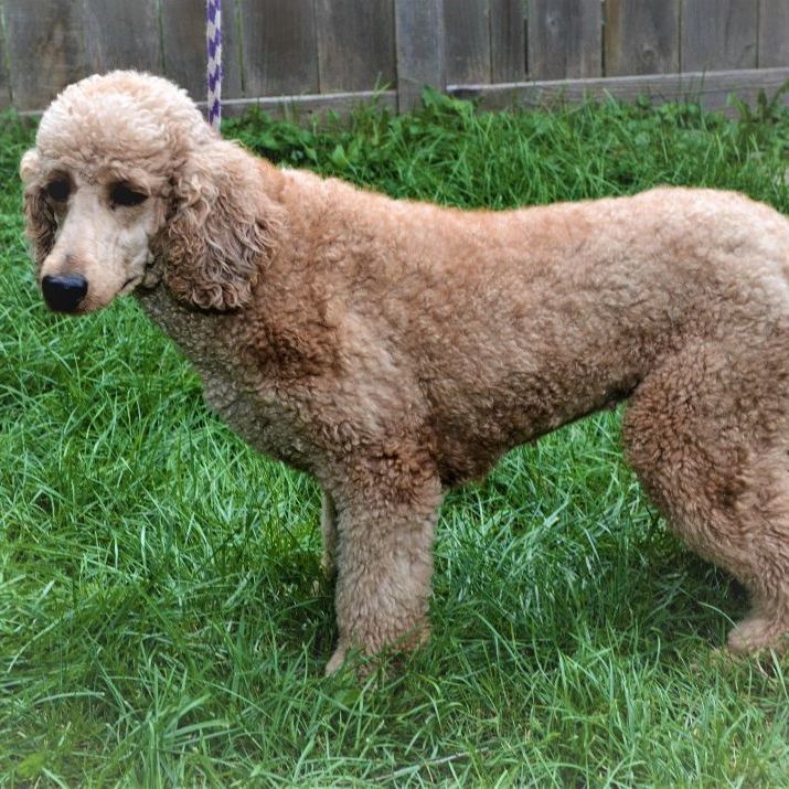 Amy, Adoptable, Adult Female Standard Poodle.