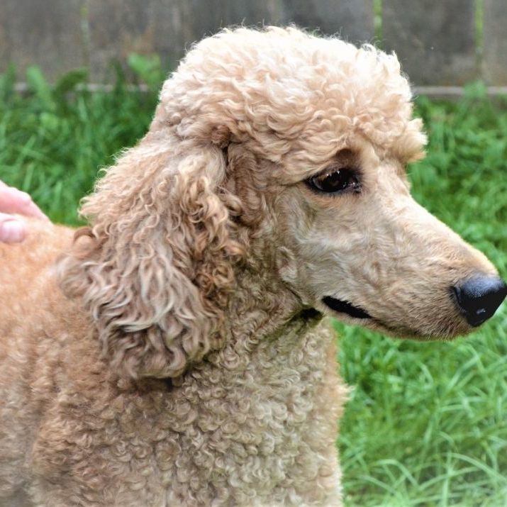 Amy, a Adoptable Standard Poodle in Lincolnwood, IL image 4/4