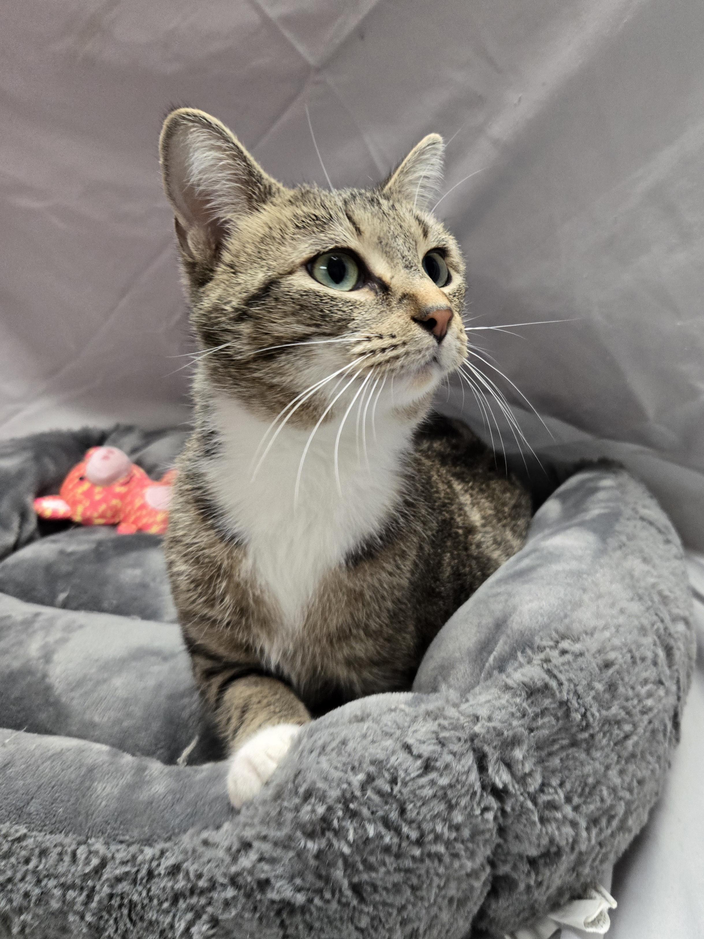 Kala, Adoptable, Adult Female Domestic Short Hair.