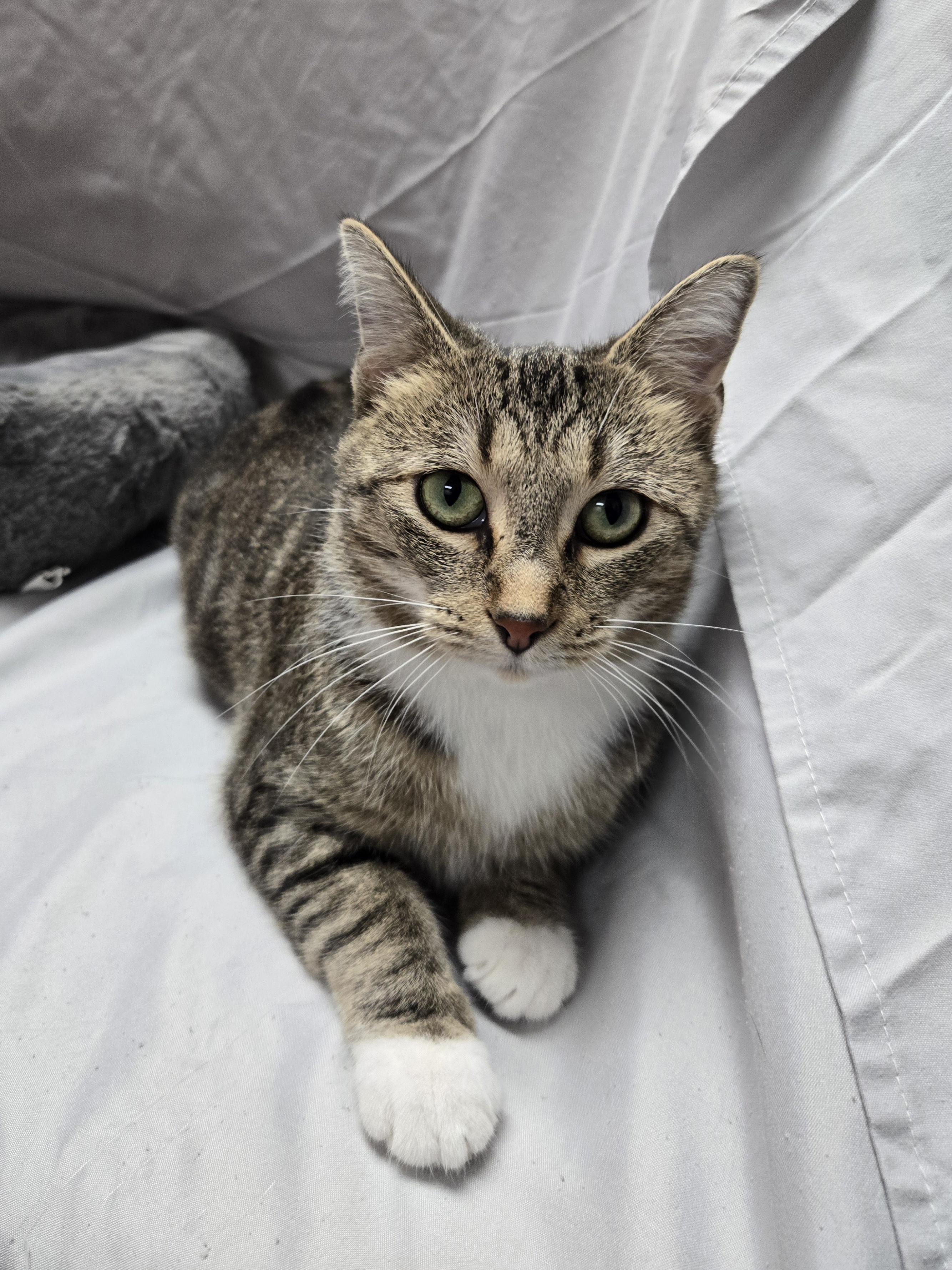 Kala, a Adoptable Domestic Short Hair in Richmond, KY image 3/6