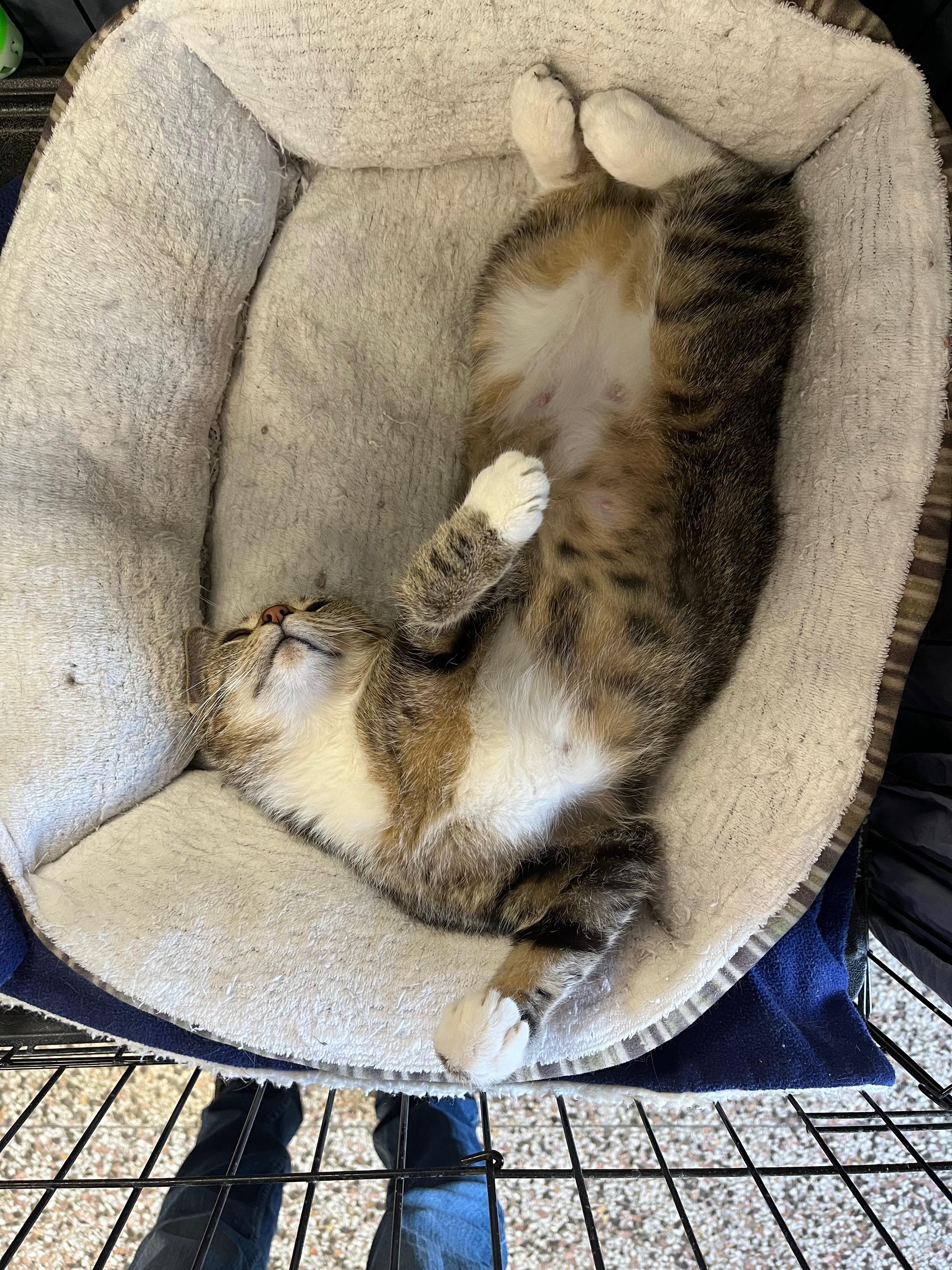 Kala, a Adoptable Domestic Short Hair in Richmond, KY image 5/6