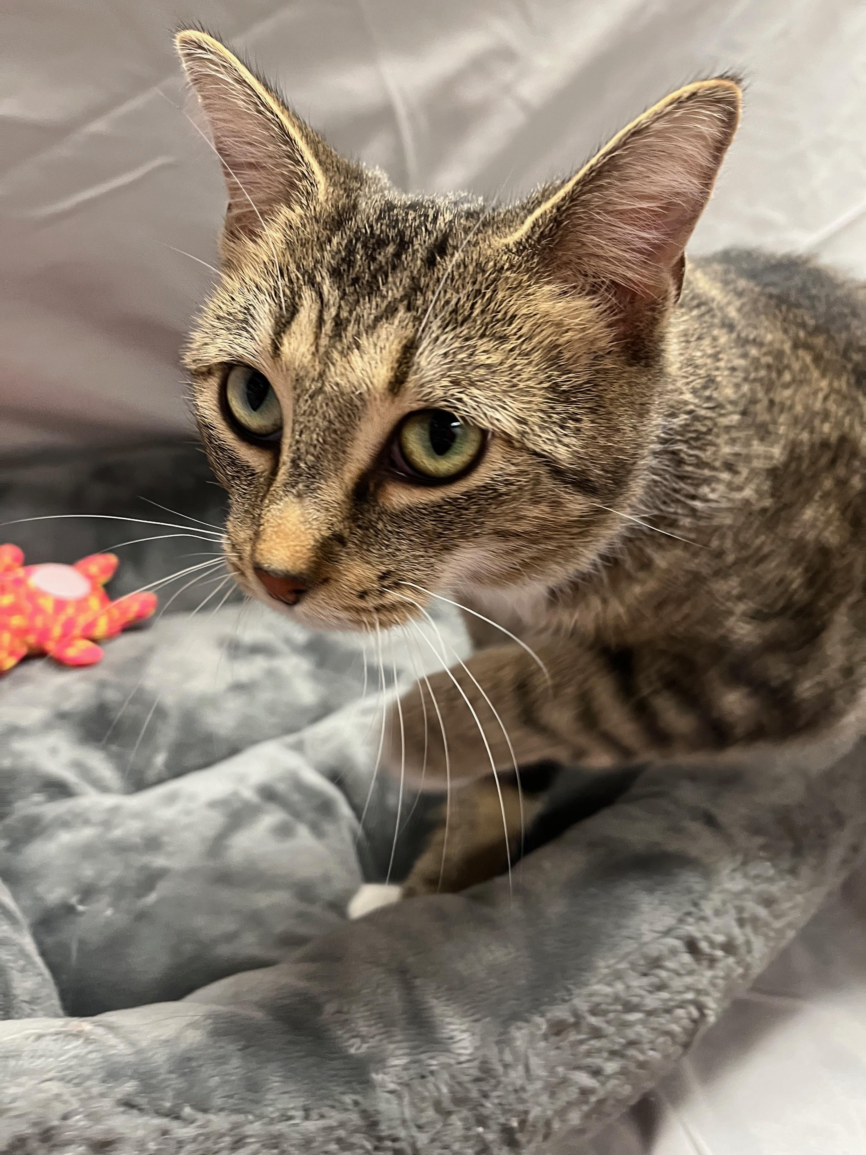 Kala, a Adoptable Domestic Short Hair in Richmond, KY image 6/6