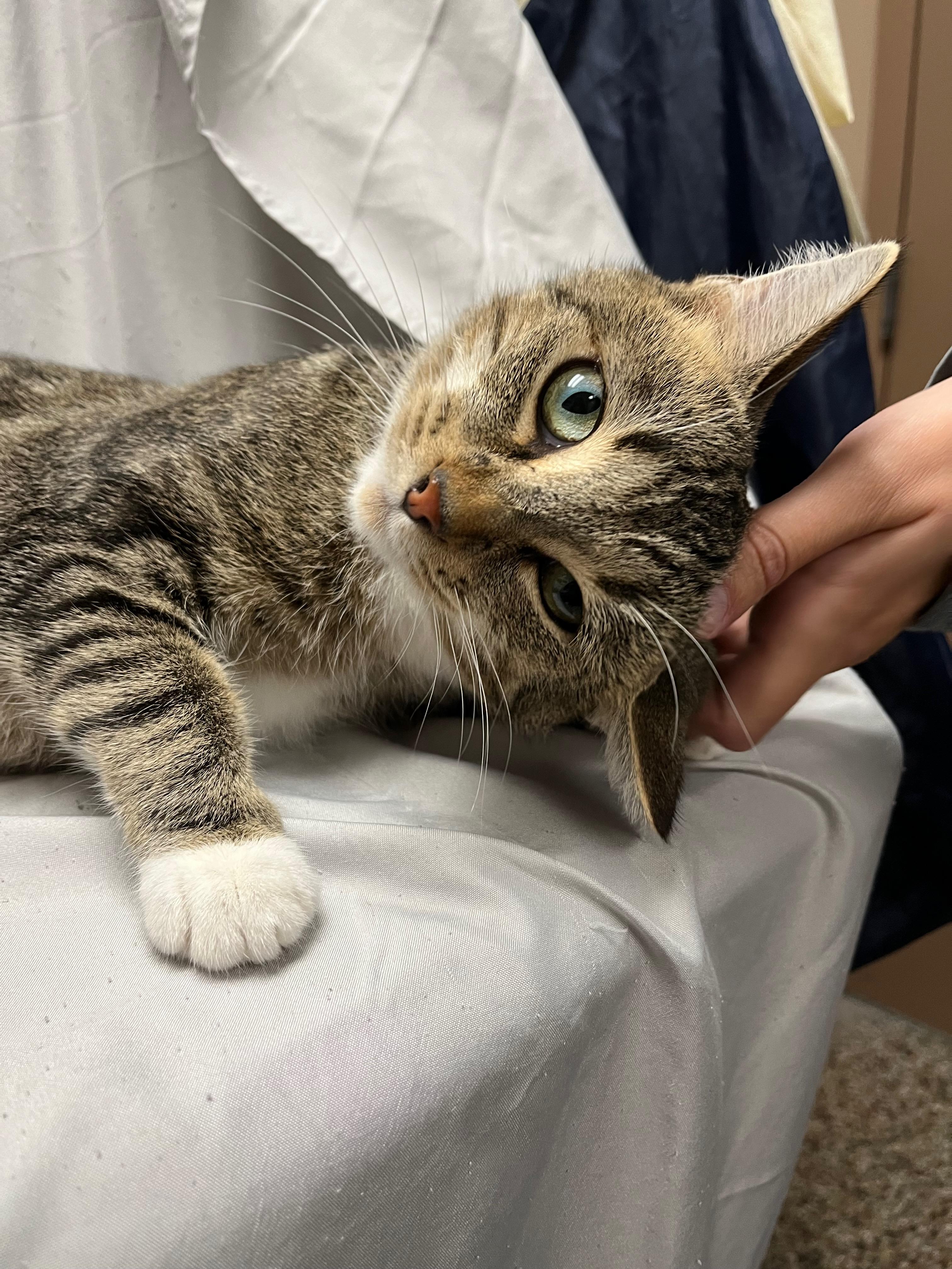 Kala, a Adoptable Domestic Short Hair in Richmond, KY image 4/6