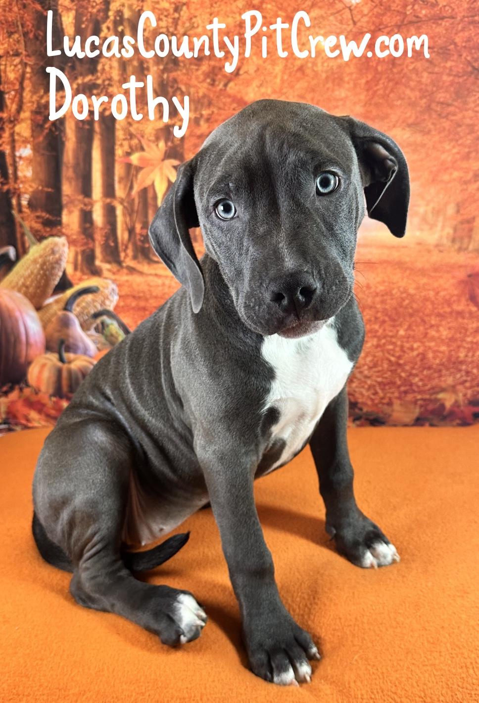 Dorothy, Adopted, Puppy Female American Staffordshire Terrier & Pit Bull Terrier.