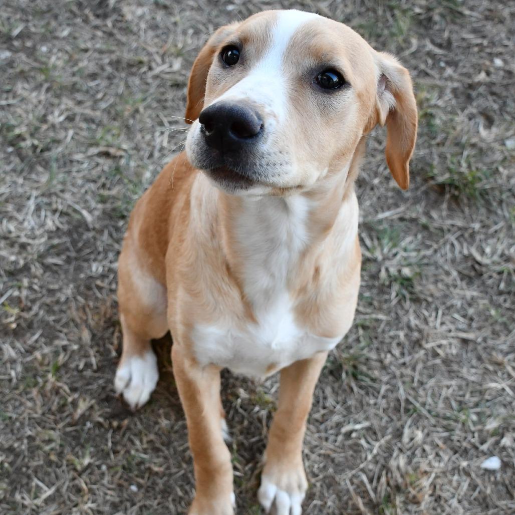 Ophelia, Adoptable, Young Female Pit Bull Terrier.