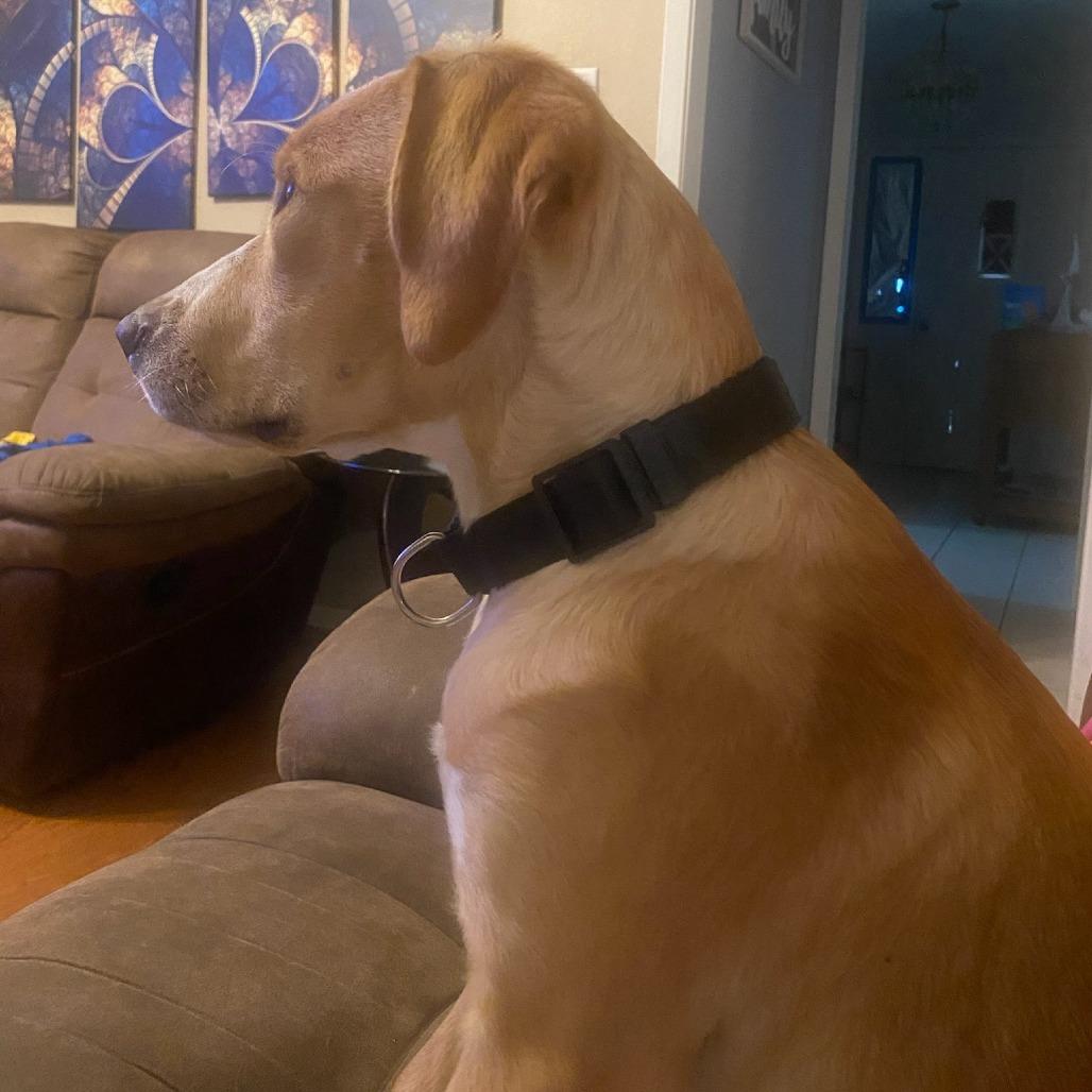 Enlarge Ophelia, a Adoptable Pit Bull Terrier in Beaumont, TX image 2/6