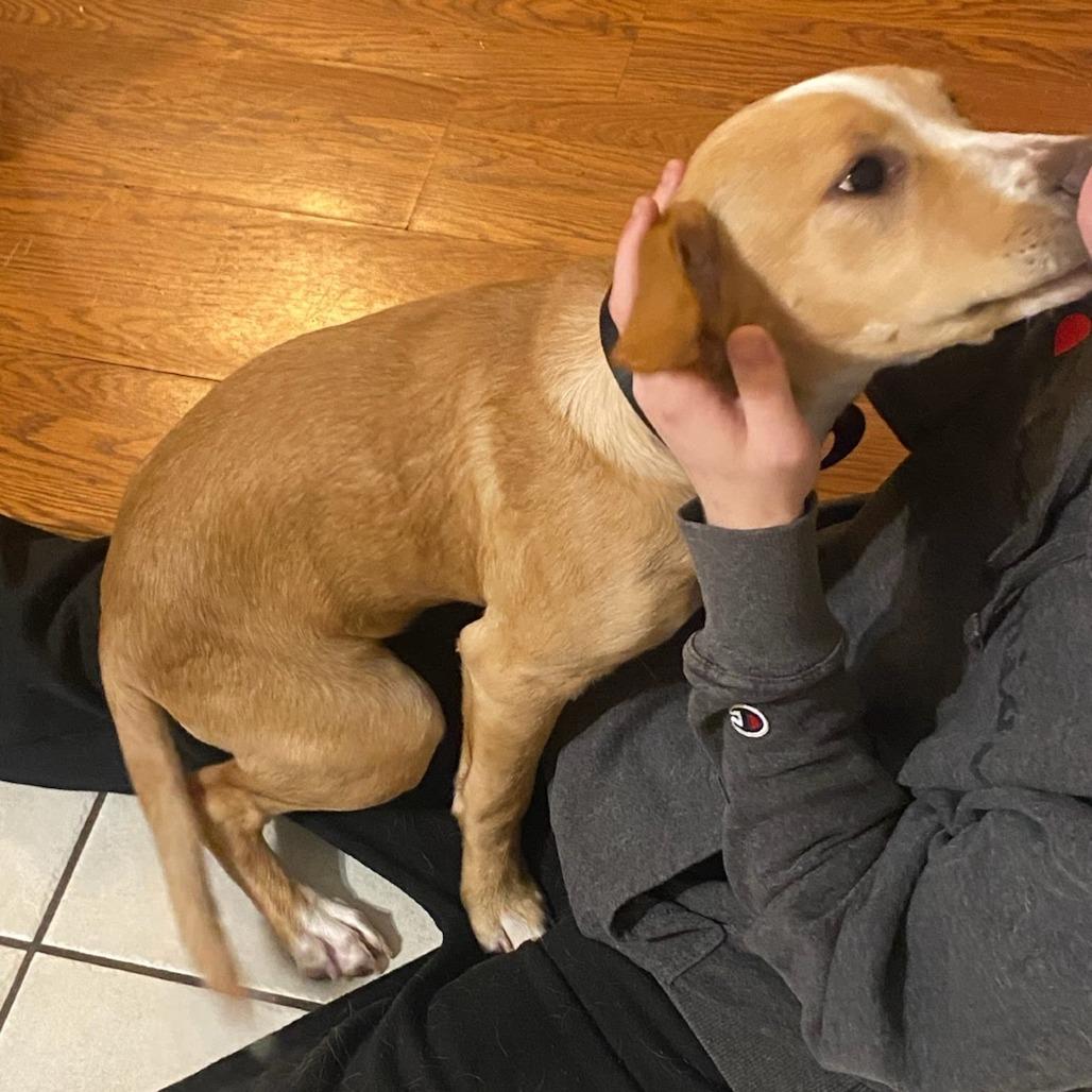 Enlarge Ophelia, a Adoptable Pit Bull Terrier in Beaumont, TX image 3/6