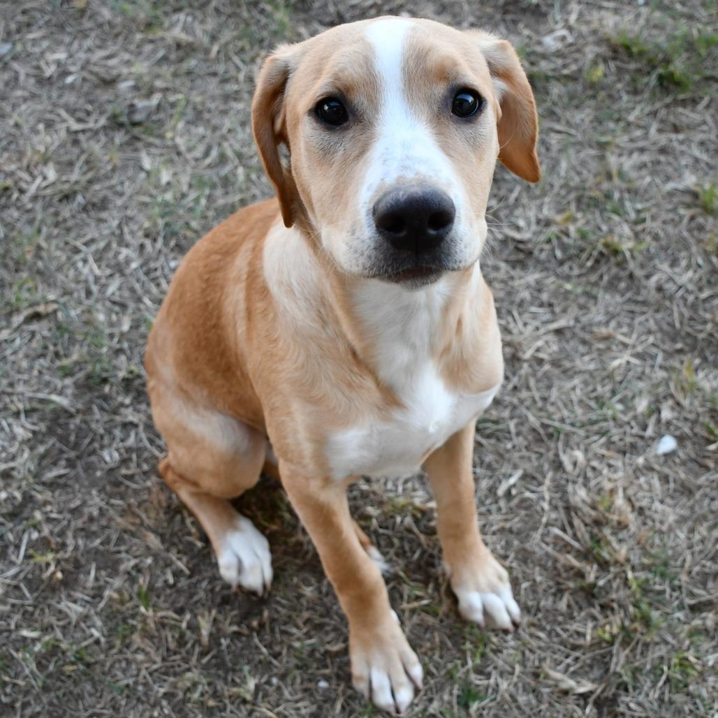Enlarge Ophelia, a Adoptable Pit Bull Terrier in Beaumont, TX image 4/6