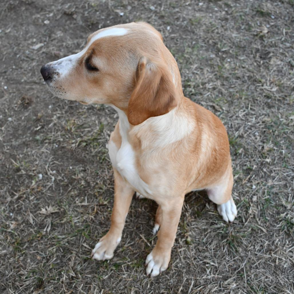 Enlarge Ophelia, a Adoptable Pit Bull Terrier in Beaumont, TX image 5/6