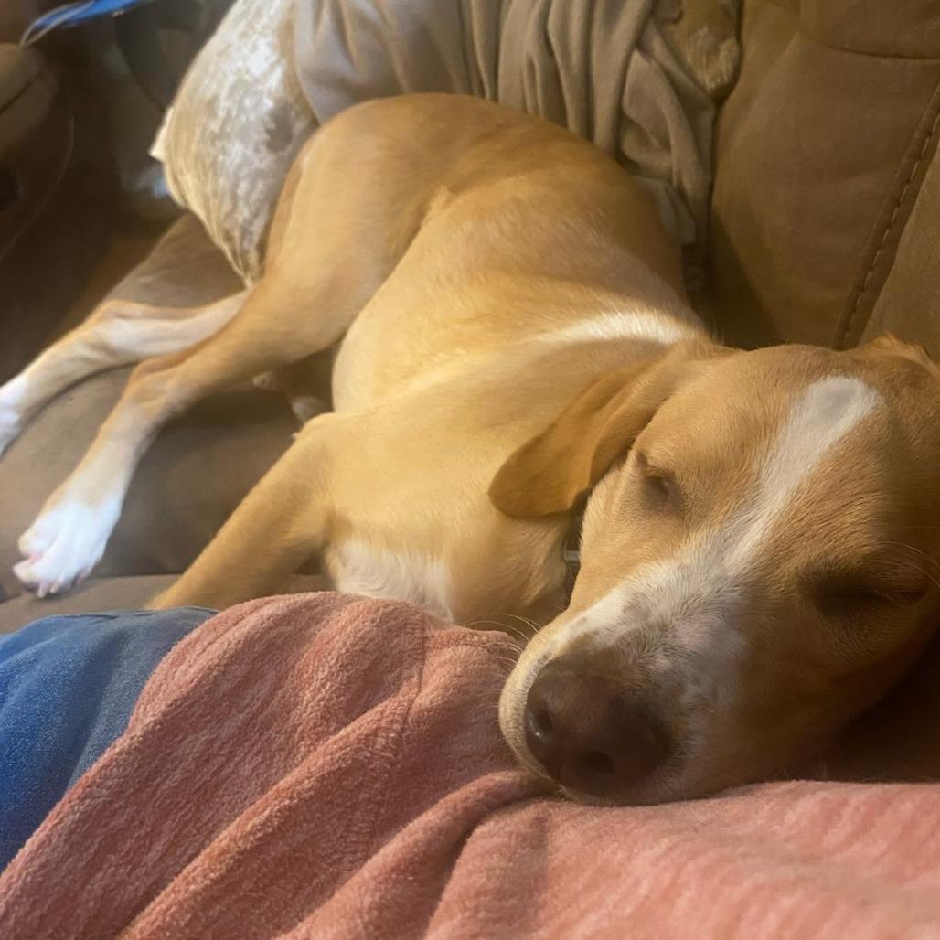 Enlarge Ophelia, a Adoptable Pit Bull Terrier in Beaumont, TX image 6/6