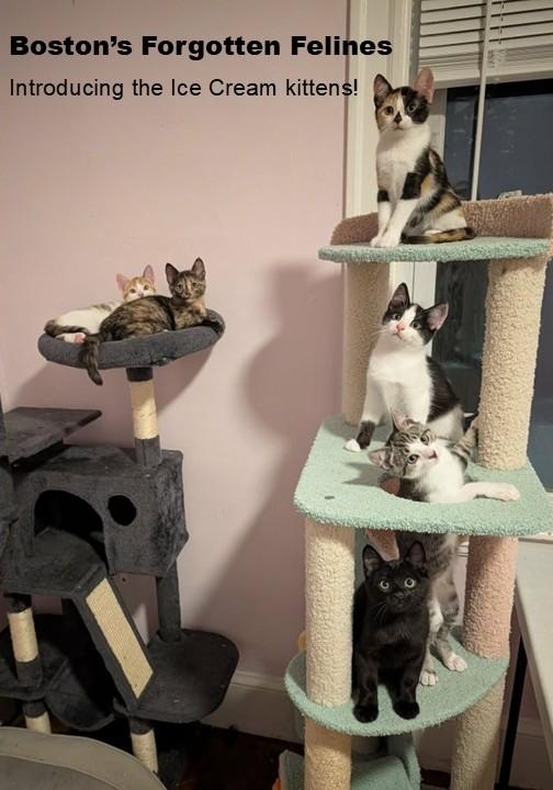 Mix & Match Kittens, Adoptable, Kitten Male Domestic Short Hair.