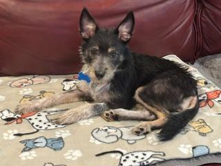 Ella, a ADOPTABLE mixed breed in Naperville, IL image 2/6