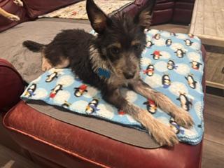 Ella, a ADOPTABLE mixed breed in Naperville, IL image 1/6
