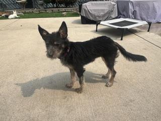 Ella, a ADOPTABLE mixed breed in Naperville, IL image 4/6