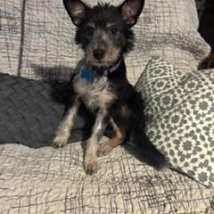 Ella, a ADOPTABLE mixed breed in Naperville, IL image 3/6