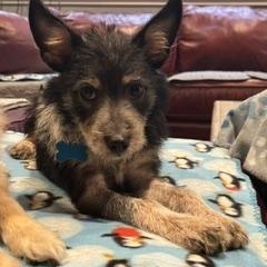 Ella, a ADOPTABLE mixed breed in Naperville, IL image 5/6