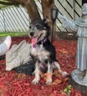 Ella, a ADOPTABLE mixed breed in Naperville, IL image 6/6