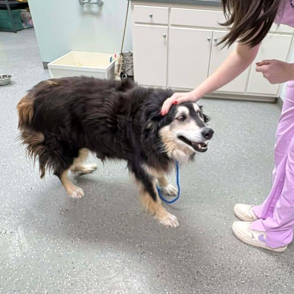 Enlarge Barnaby, a ADOPTABLE Australian Shepherd in Bardstown, KY image 4/5