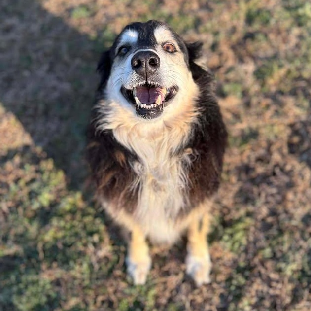 Enlarge Barnaby, a ADOPTABLE Australian Shepherd in Bardstown, KY image 2/5