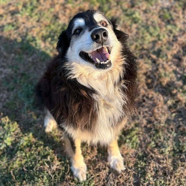 Enlarge Barnaby, a ADOPTABLE Australian Shepherd in Bardstown, KY image 1/5