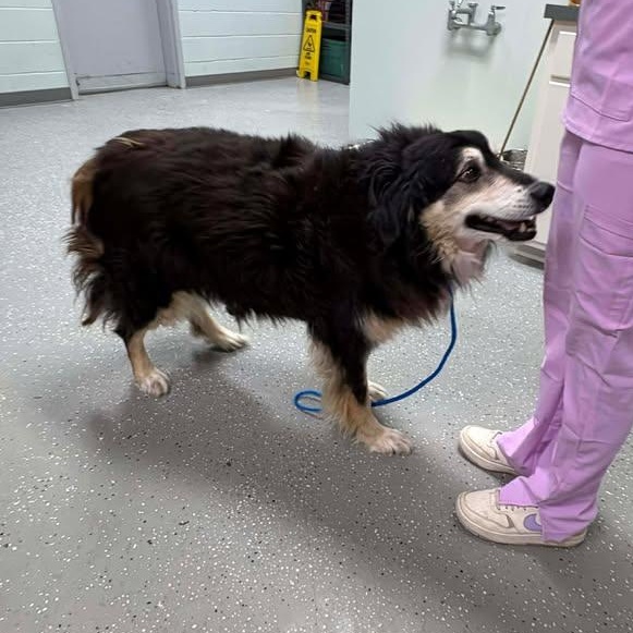 Enlarge Barnaby, a ADOPTABLE Australian Shepherd in Bardstown, KY image 5/5